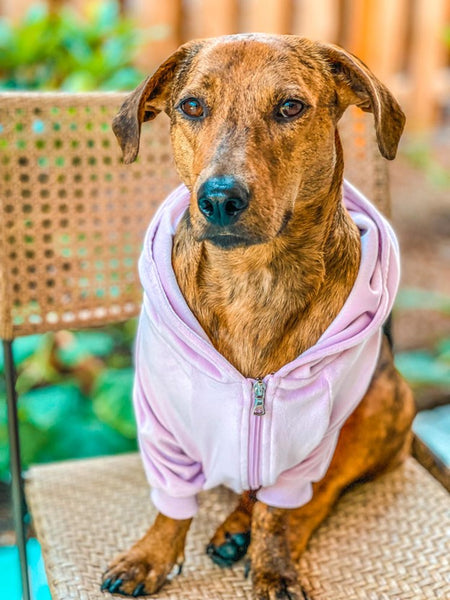 Hoodie Lilac Velour