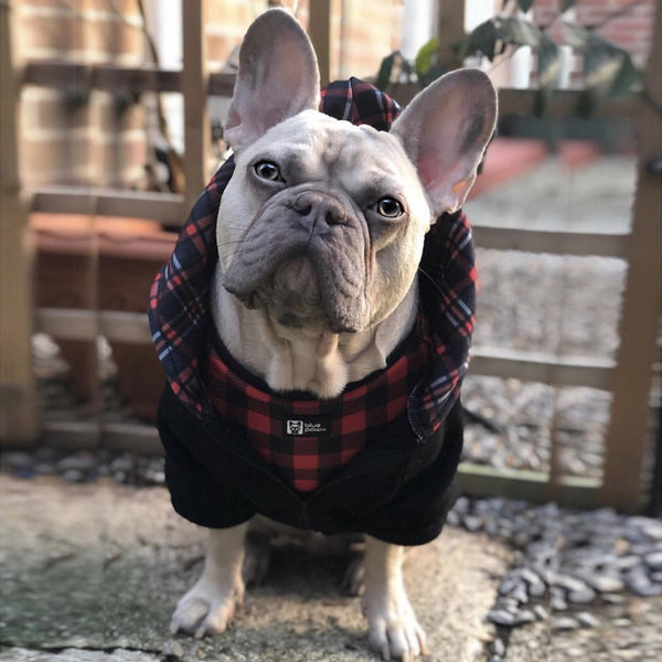 Hoodie Tartan Tail